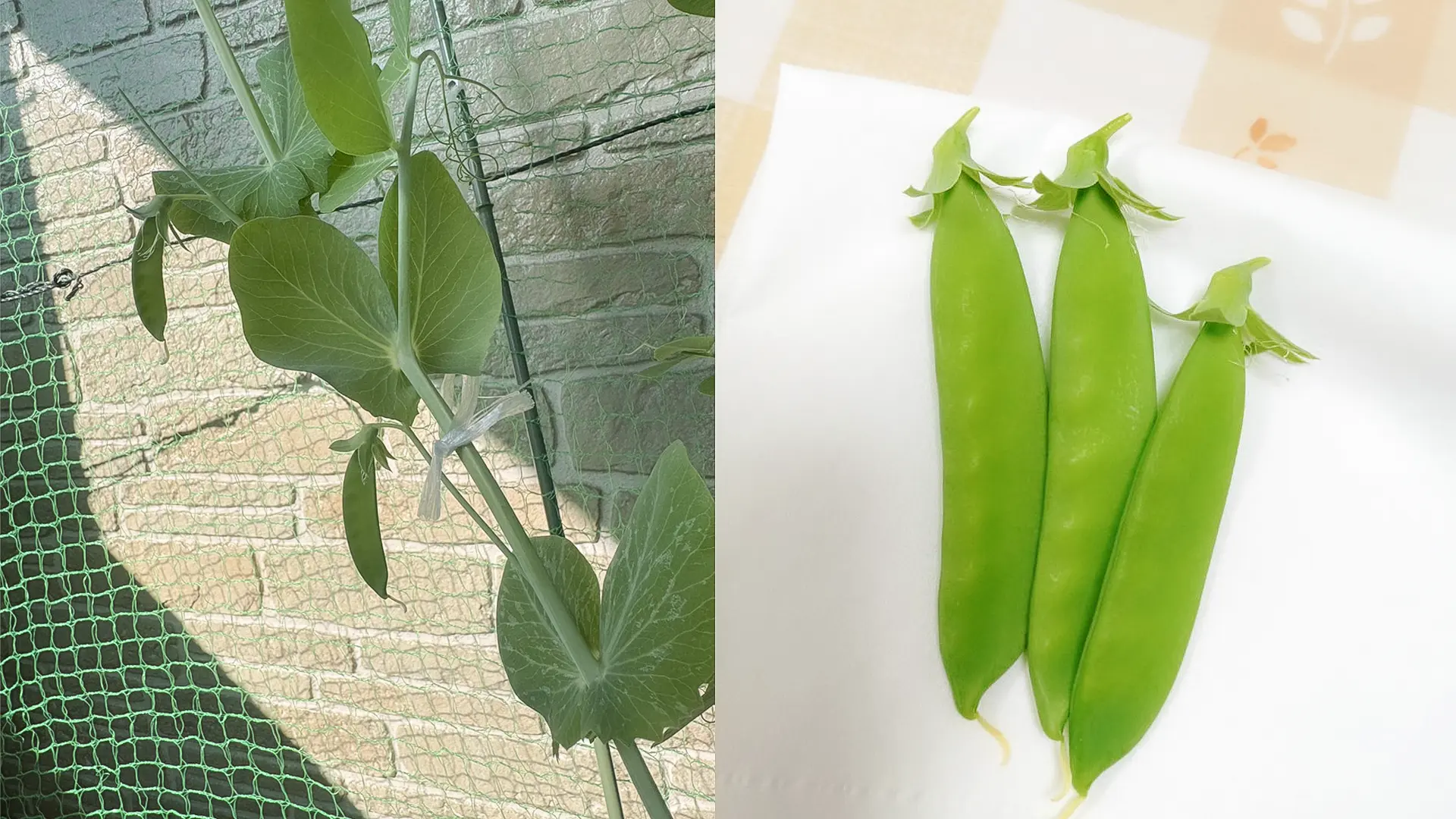 あおぞらだより２月